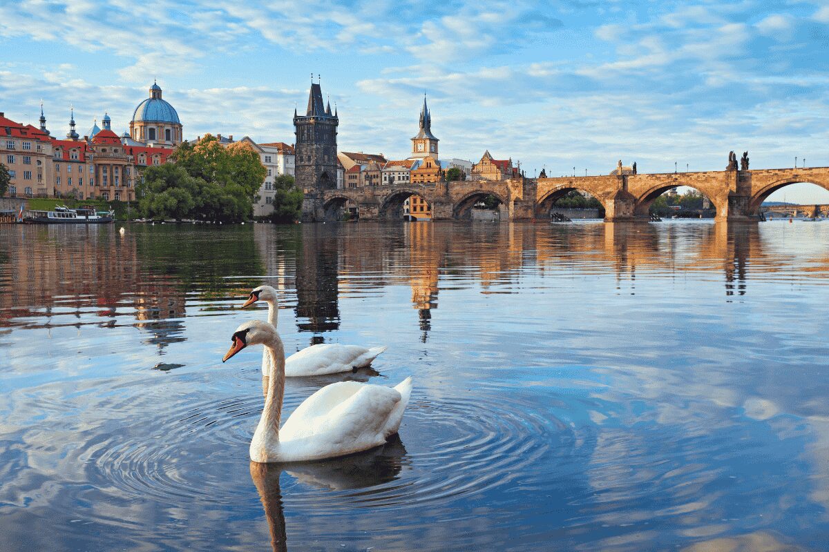 View of Charles Bridge and Prague Old Town from the Vltava River with swans in the foreground