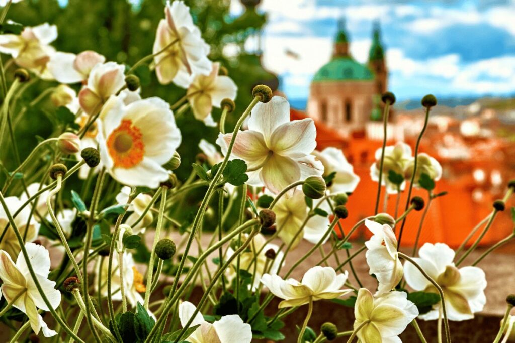 Spring flowers overlooking Prague skyline in the Czech Republic