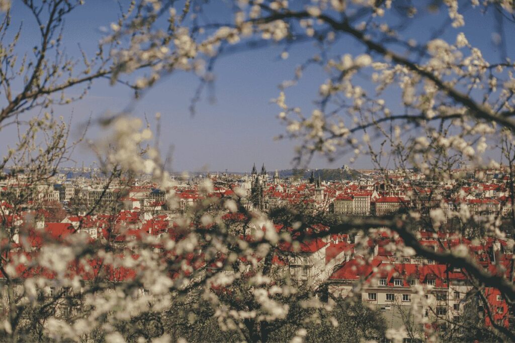 Prague skyline with red rooftops seen through spring blossoms