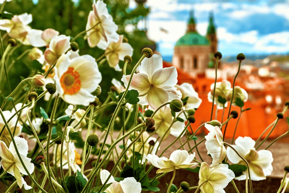 Spring flowers overlooking Prague skyline in the Czech Republic