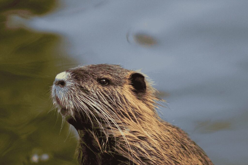 Nutria swimming in the Vltava River in Prague.