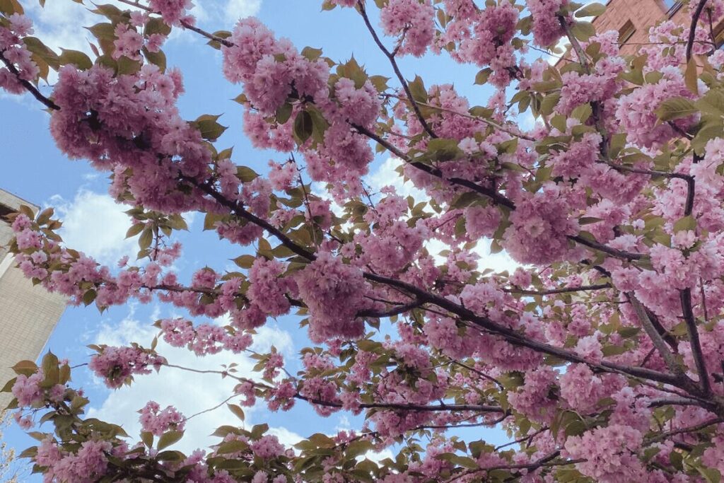 Pink cherry blossoms blooming on a tree against a blue sky in Prague in Spring.