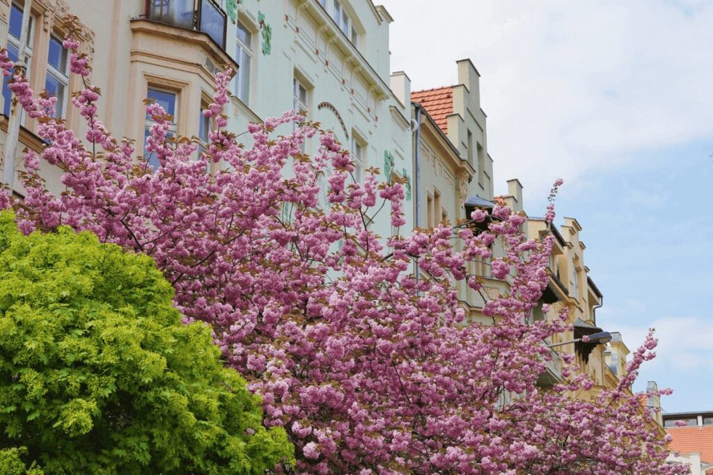Spring blossoms and historic pastel buildings on a quiet street in Prague