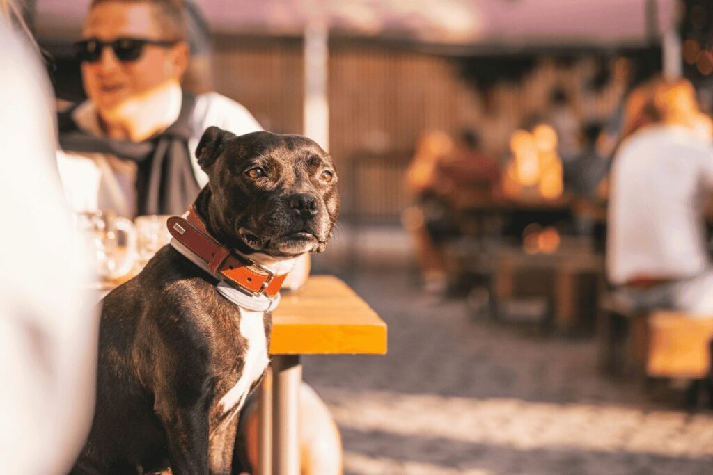 Dog in pub at Karlín